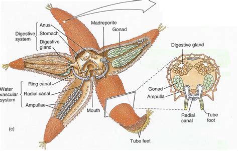 Starfish Anatomy Worksheet