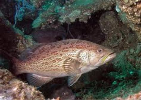 Scamp Grouper Information And Picture Sea Animals