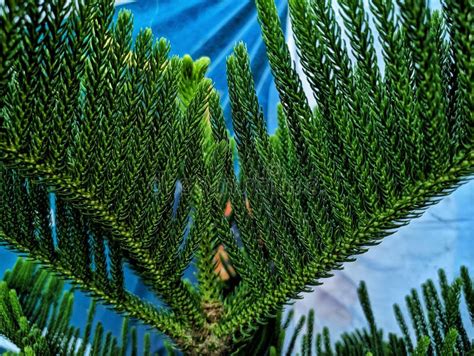 Araucaria Heterophylla Is A Species Of Conifer S Its Vernacular Name