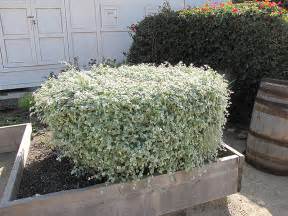 Licorice Plant Helichrysum Petiolare In Richmond Fairfax Loudoun