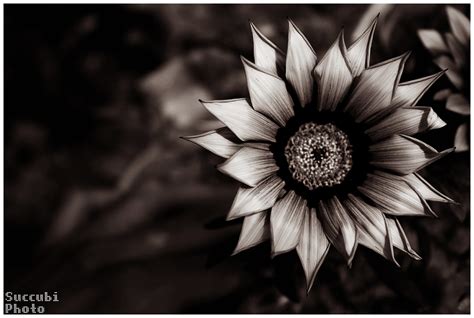 Black Flower Wallpaper (64+ images)