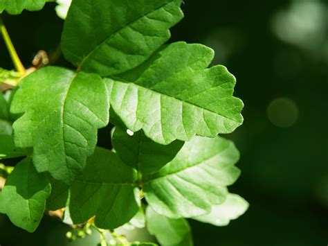 Similasan Rhus Toxicodendron Globuli