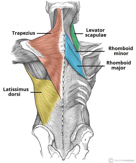 Trapezius Attachment Actions Teachmeanatomy