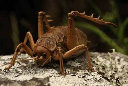 Giant Weta l Stunning Specimen - Our Breathing Planet