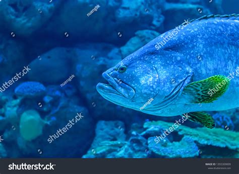 deep sea  images stock  vectors shutterstock