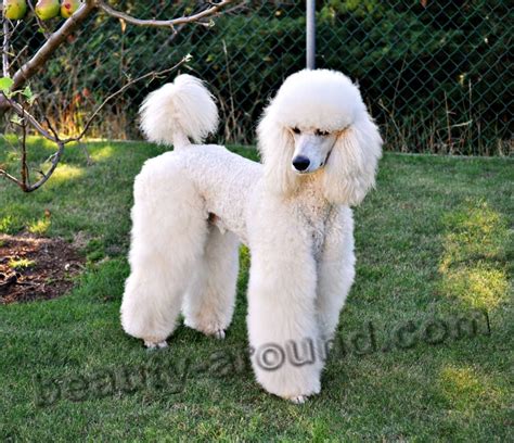 Top 12 Most Beautiful White Dogs