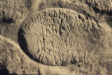 Elephant footprint - Stock Image - Z941/0073 - Science Photo Library