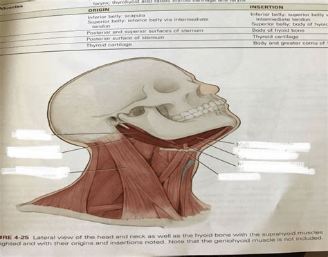 Lateral Neck Muscle View Quiz