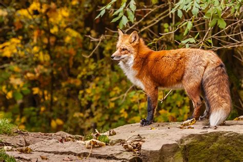 Stunning HD Wallpaper of a Majestic Fox in Nature