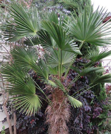 Trachycarpus Wagnerianus Bananalicious Pl