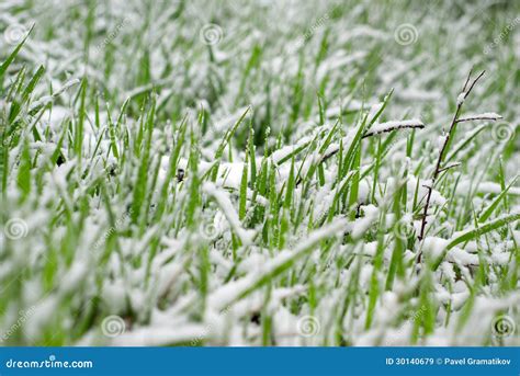 Snowy Spring Stock Image Image Of Covered Cold Grow 30140679