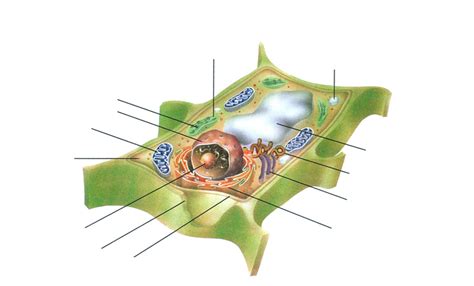 Plant Cell Diagram Diagram Quizlet