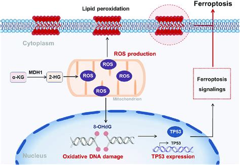 A Working Model Of Kg Induced Ferroptosis In Dhl Intracellular Kg