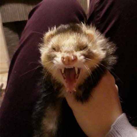 A Yawning Ferret Rferrets