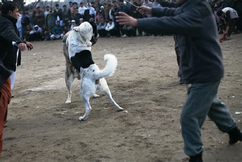 What Is Dog Fighting? A Worldwide Overview Of A Bloodsport!