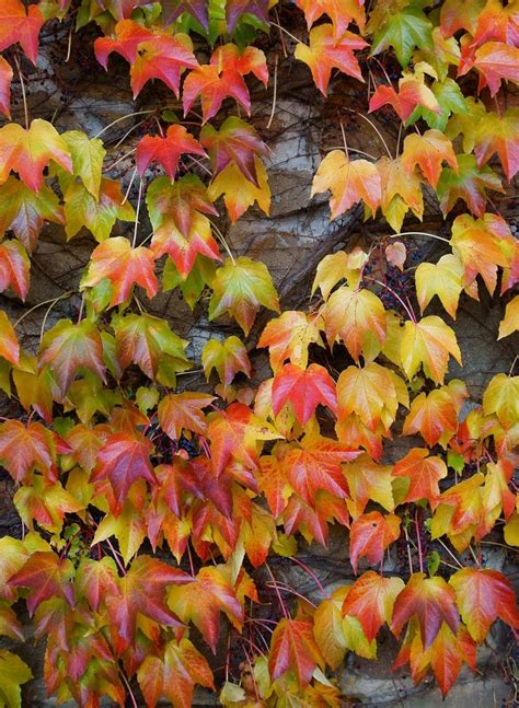 Colorful Leaves Are Growing On The Side Of A Stone Wall