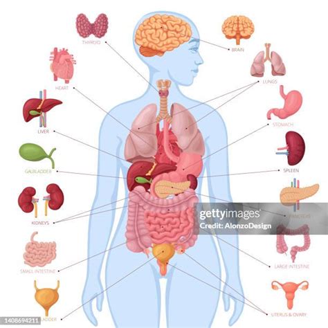 6120 Human Body Anatomy Female Stock Photos High Res Pictures And