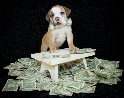 tips  finding   dog fit   family dog trainer