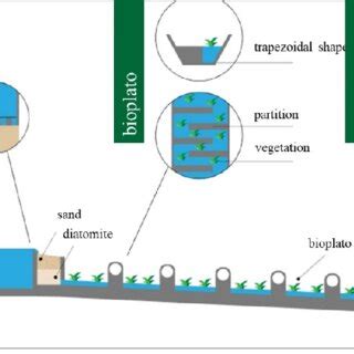 Schematic representation of a biosorptional structure. | Download ...