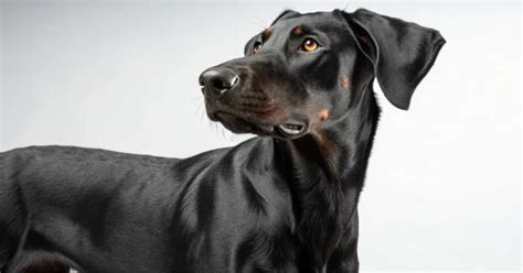 Lab Collie Mix/8 Important Exercise Needs for a Labrador Col