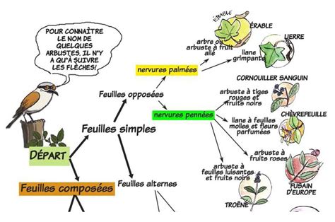 Les Cl S De D Termination Bourgogne Franche Comt Nature