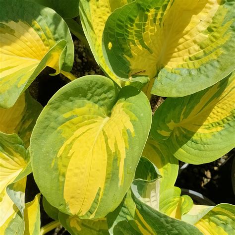 Hosta Stained Glass Plantain Lily Pikirangi Online Garden Centre