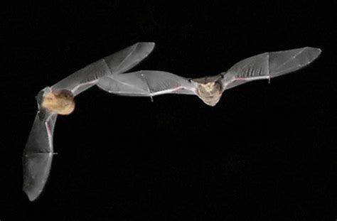 habitat range   gray bat encompasses    southeastern