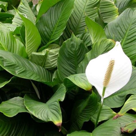 Broad Leaved Plants