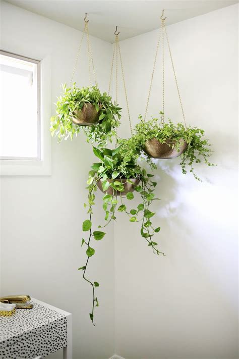 Indoor Garden Idea Hang Your Plants From The Ceiling And Walls Diy