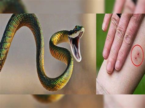 Snake Dream Meaning Sapne Me Saap Dekhne Ka Matlab Kya Hota Hai Snake