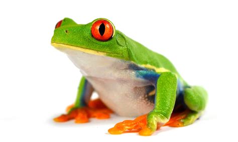 Red Eyed Tree Frog Pictures Az Animals