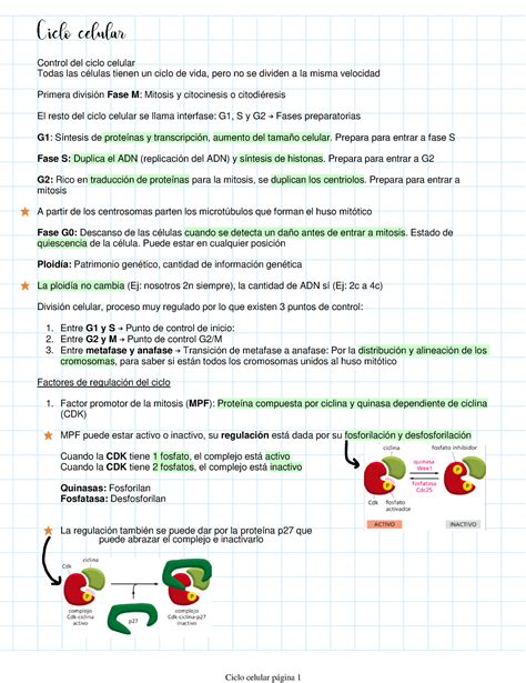 Ciclo celular Solemne 3 Control del ciclo celular Todas las células