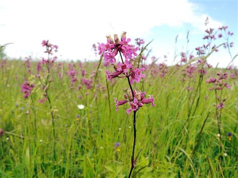 Икотник серо-зелёный - подробная информация с фотографиями