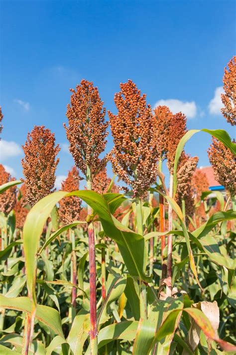 Harvest Sorghum Stock Photo Image Of Farm China Farmland 133511102