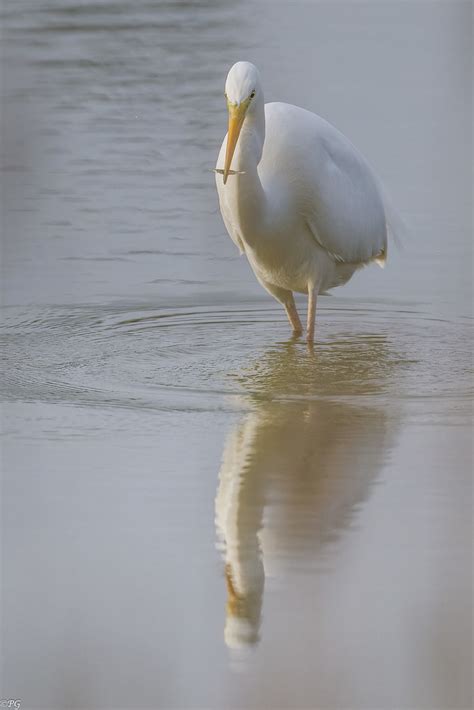 Grande Aigrette Ardea Alba Great Egret Patrick Gallet Flickr