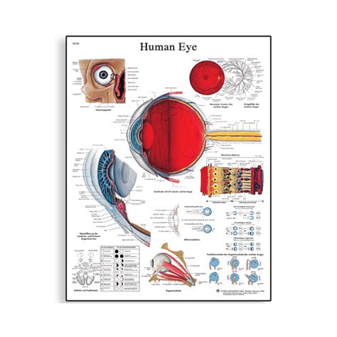 Anatomical Chart Human Eye