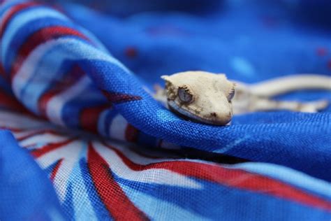 Lilly White Crested Gecko - Free photo on Pixabay - Pixabay