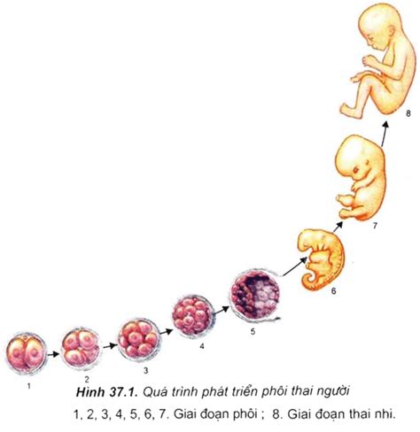 Bài 37 Sinh trưởng và phát triển ở động vật Thầy Hiếu Bụng Bự