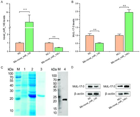 Mc Novel Mir Inhibited The Expression Of Mcil In M Coruscus