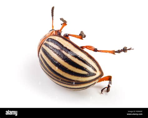 Colorado Potato Beetle Isolated On White Background Stock Photo Alamy