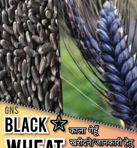 1 Kg Black Wheat at ₹ 99/kg in Etawah | ID: 26632941333