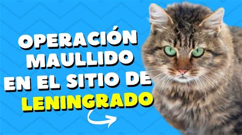 OPERACIÓN MAULLIDO El crucial papel de los gatos durante el asedio