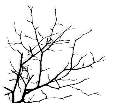 Black Branch Tree Or Naked Trees Silhouettes Hand Drawn Isolated Illustrations Vector