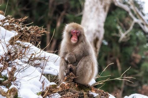 Premium Photo Snow Monkeys Japanese Macaque Relaxing By The Hot Spring Water In Jigokudani