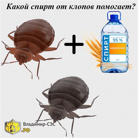 Спирт от постельных клопов - помогает или нет?