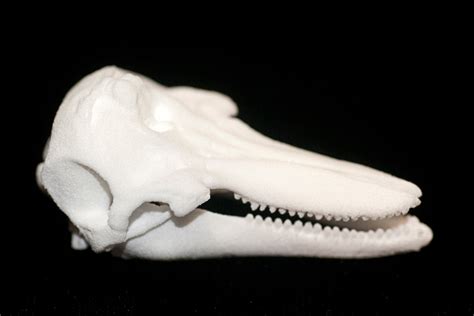 Dolphin Skull Replica 3d Printed Skull Plastic 3d Printed Etsy