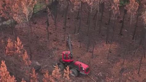 Gironde Les Secondes Vies Des Arbres Incendi S Cet T