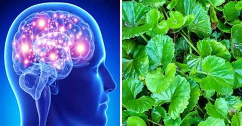 Brain Health And Ayurveda Why Ayurveda