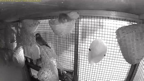 Zebra Finch Aviary Live Pm Youtube