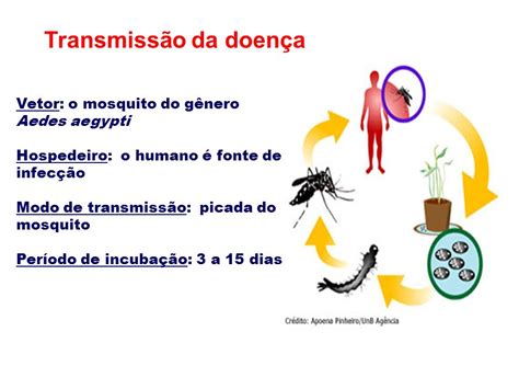 Conhecendo a Dengue Transmissão da Dengue